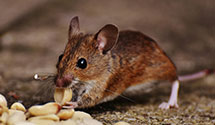 24 Hour & Emergency Exterminators in Lebanon, NJ